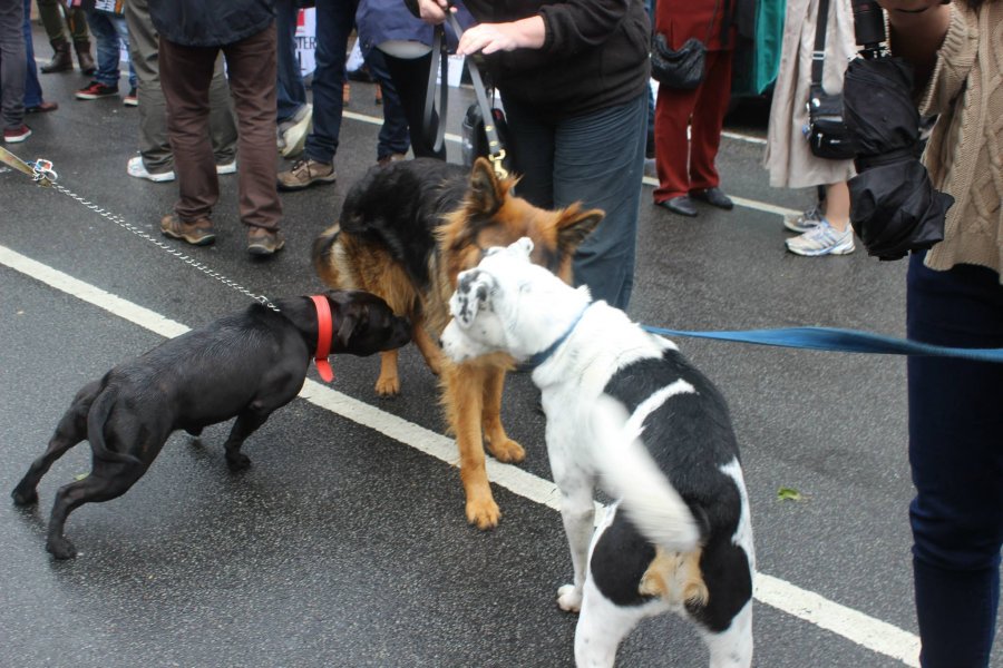 Waggy dog meeting - Community Rally - Brunswick Street, 13 October 2013