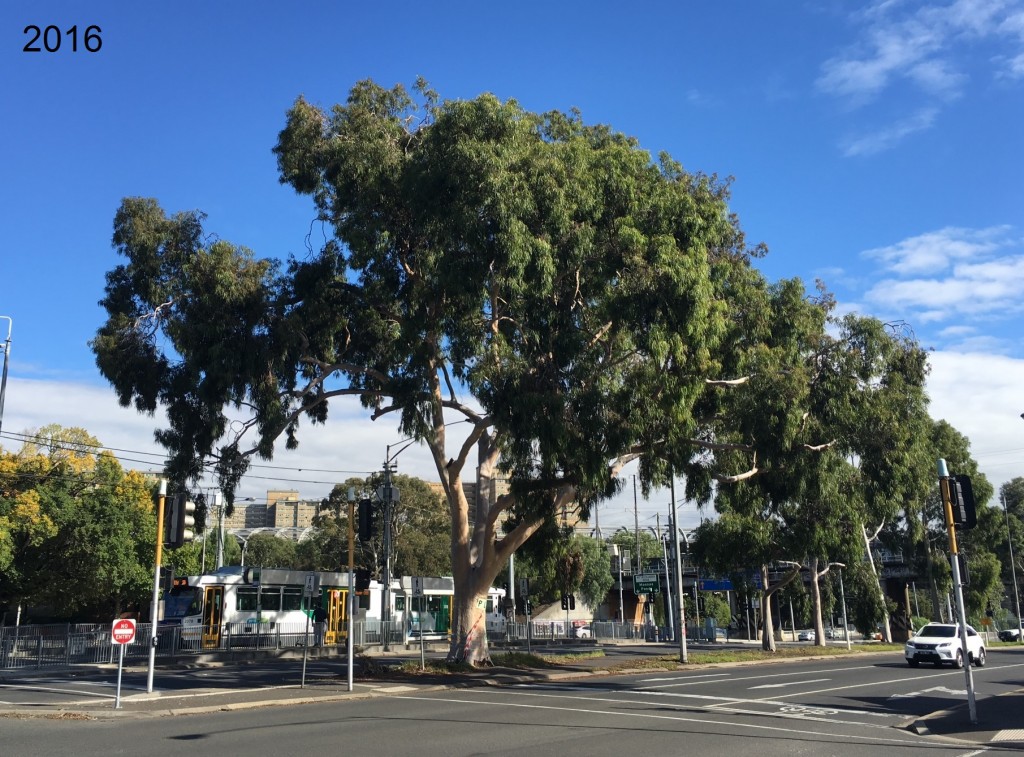 Full canopy of the Flemington Road Gum, early 2016, Photo credit: National Trust of Victoria