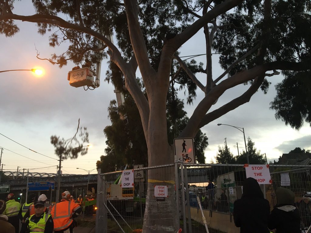 Update on continuing action for saving the Lemon-scented Gum at 120 Flemington Road, Parkville